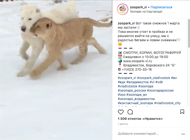 Львица Астра и овчарка Эльза. Фото Скриншот Instagram: zoopark_vl