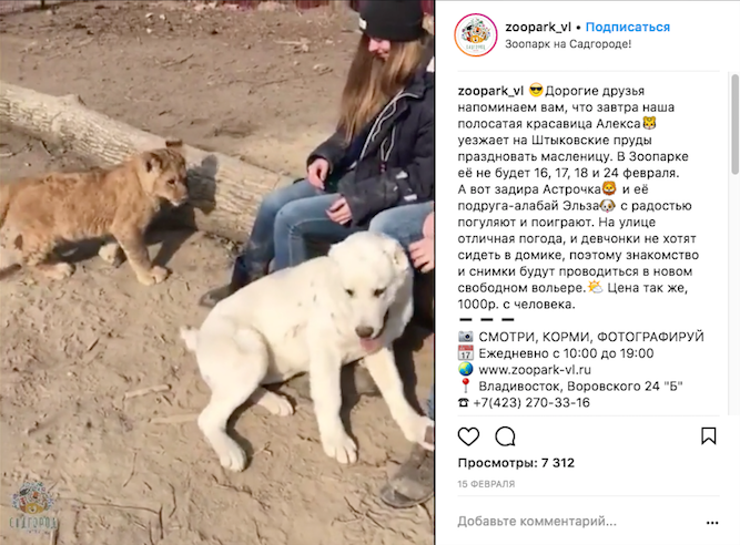 Львица Астра и овчарка Эльза. Фото Скриншот Instagram: zoopark_vl