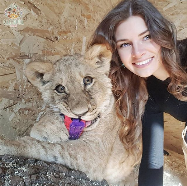Львица Астра. Фото Скриншот Instagram: zoopark_vl