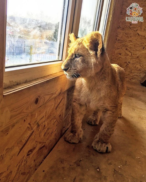 Львица Астра. Фото Скриншот Instagram: zoopark_vl