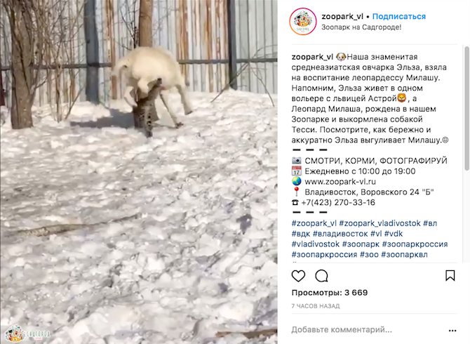 Леопард Милаша и овчарка Эльза. Фото Скриншот Instagram: zoopark_vl