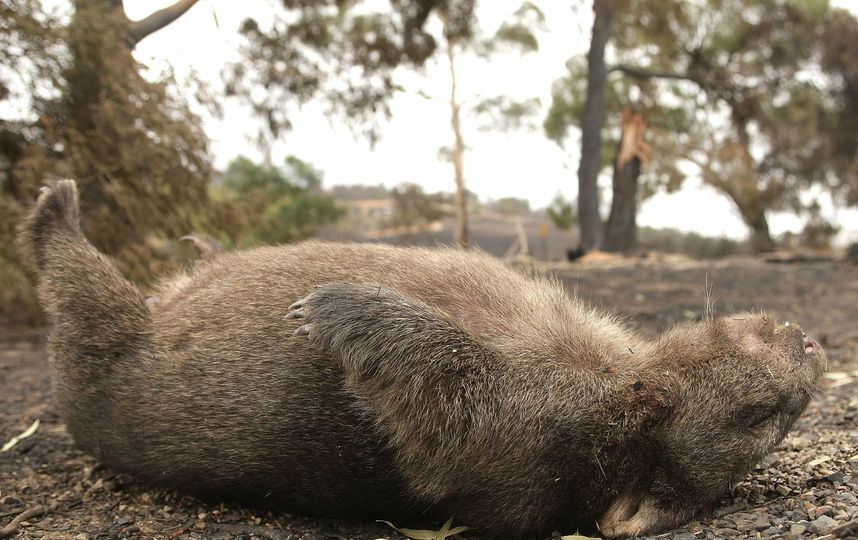Вомбаты - ночные животные. Большую часть жизни они проводят под землёй и роют тоннельные ходы. Фото Getty