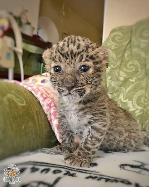 Леопард Милаша. Фото Скриншот Instagram: zoopark_vl