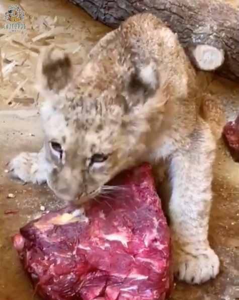 Львица Астра. Фото Скриншот Instagram: zoopark_vl