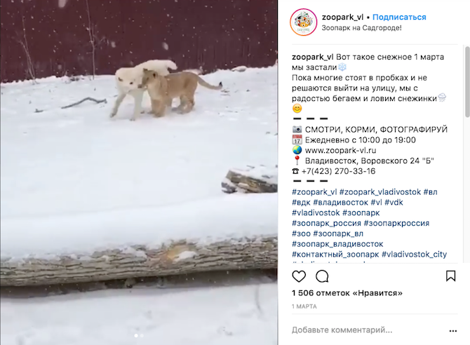 Львица Астра и овчарка Эльза. Фото Скриншот Instagram: zoopark_vl