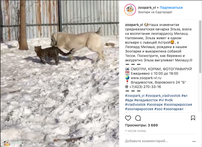 Леопард Милаша и овчарка Эльза. Фото Скриншот Instagram: zoopark_vl