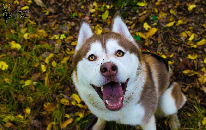 Собака породы хаски. Фото Pixabay