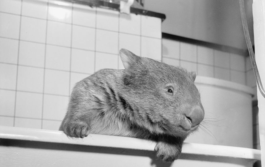 Вомбаты - ночные животные. Большую часть жизни они проводят под землёй и роют тоннельные ходы. Фото Getty