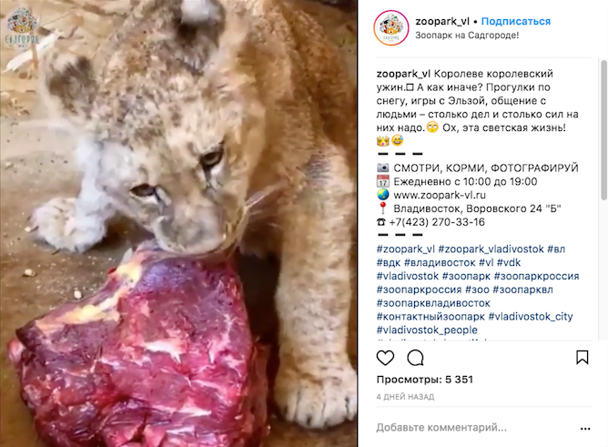 Львица Астра. Фото Скриншот Instagram: zoopark_vl