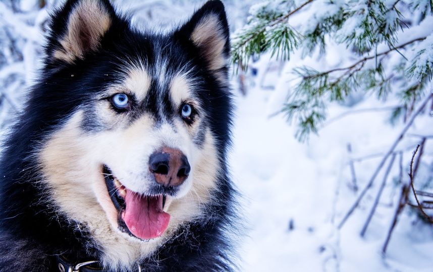 Собака породы хаски. Фото Pixabay