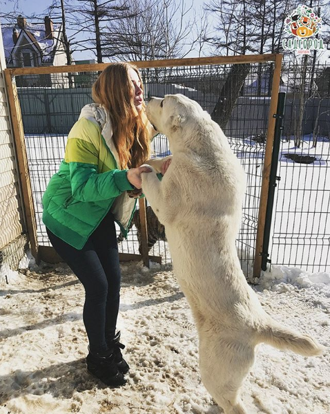 Среднеазиатская овчарка Эльза. Фото Скриншот Instagram: zoopark_vl