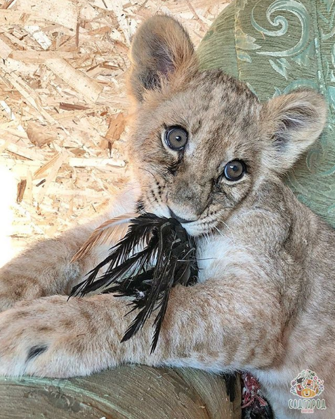 Львица Астра. Фото Скриншот Instagram: zoopark_vl