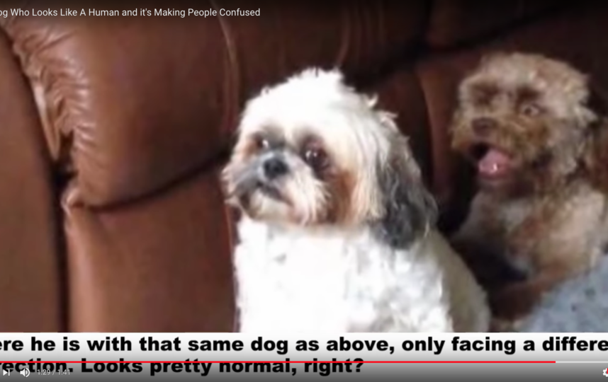 Собаку с человеческим лицом сочли похожей на знаменитостей