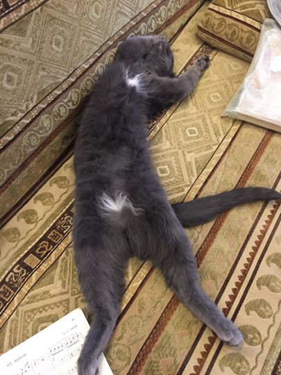 Молодая кошечка Сима, помесь британского папы и беспородной мамы. Ей годик исполнился в апреле. Фото Марина
