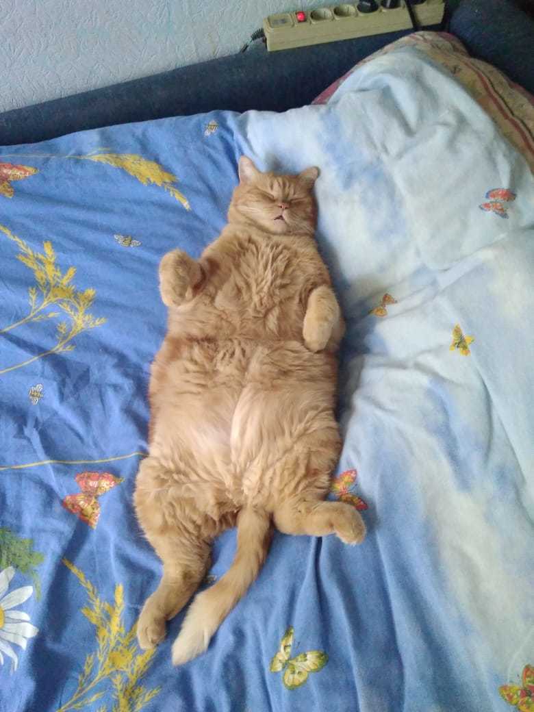 Зовут котика Фаня. Фото Кристина