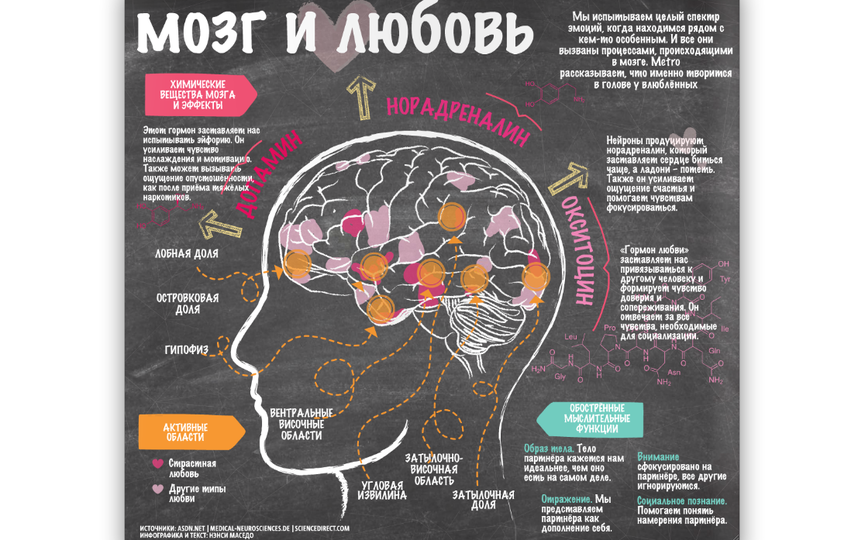 Сколько получает мозгов. Мозг влюблённого человека. Мозг и любовь. Влюбленность в мозге. Что любит мозг.