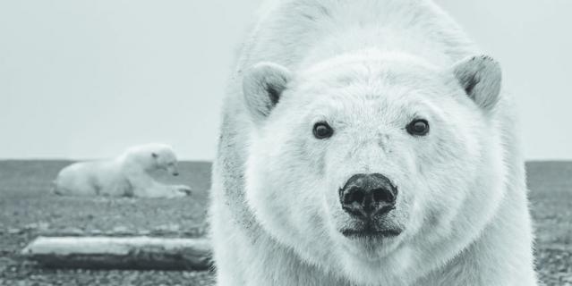 © David Yarrow Photography.