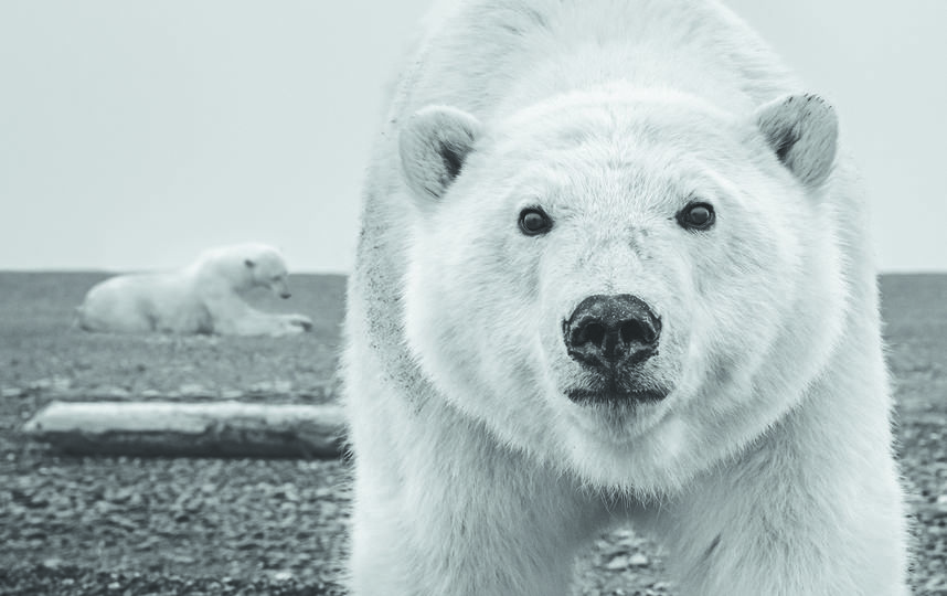 © David Yarrow Photography. Фото Предоставлено организаторами