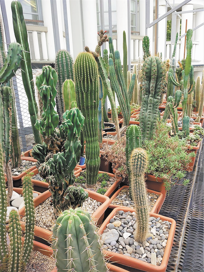 Кактусы из "Аптекарского огорода" на прогулке. Фото пресс-служба "Аптекарского огорода"