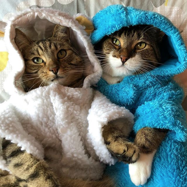 Кот Джоуи. Фото Скриншот Instagram: my_furry_babies