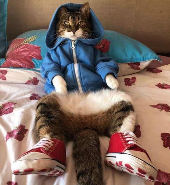 Кот Джоуи. Фото Скриншот Instagram: my_furry_babies