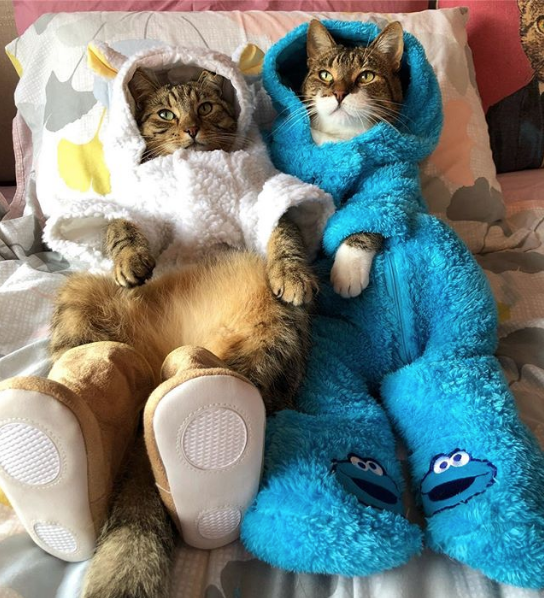 Кот Джоуи. Фото Скриншот Instagram: my_furry_babies