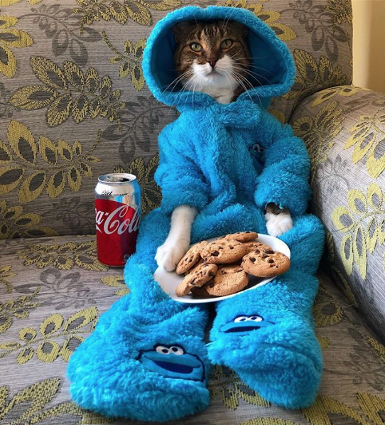 Кот Джоуи. Фото Скриншот Instagram: my_furry_babies
