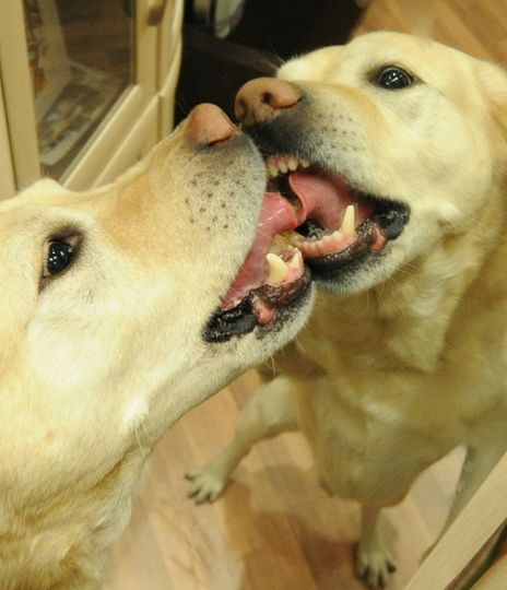 Это Харди. Не стоит его бояться, досмерти может только зализать! Он самый добрый пёс в мире! Фото Дарья