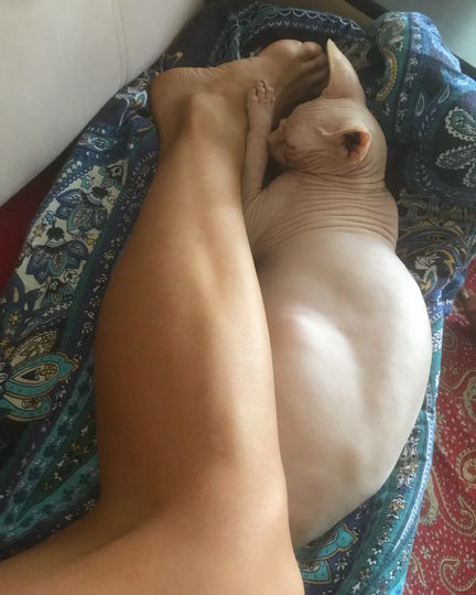 Мое лысое чудо зовут Василий, но дома он чаще Котюнь. Просто взглянув, как мило он спит, можно понять, за что ему прощаются все шалости. Фото Дария