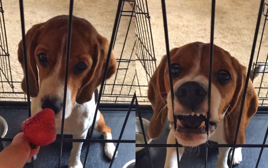 Это Бигль Лана она очень добрая и сильно любит клубнику, за неё она готова на все. Фото Александр