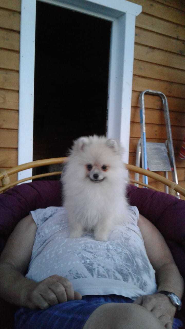 Бон-Джови. Все ему надо понюхать, попробовать и погрызть. Одно слово ХОЗЯИН! Фото Александр