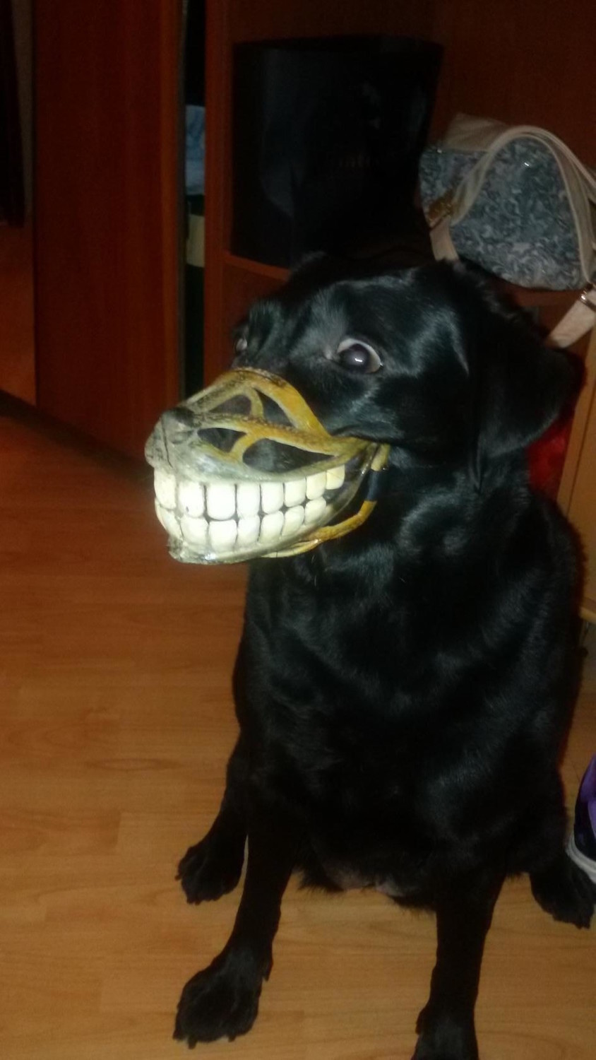 Наша лабрадориха Инди самая добрая собака в мире... Поэтому разрешает хозяйке покреативить... Фото Юлия