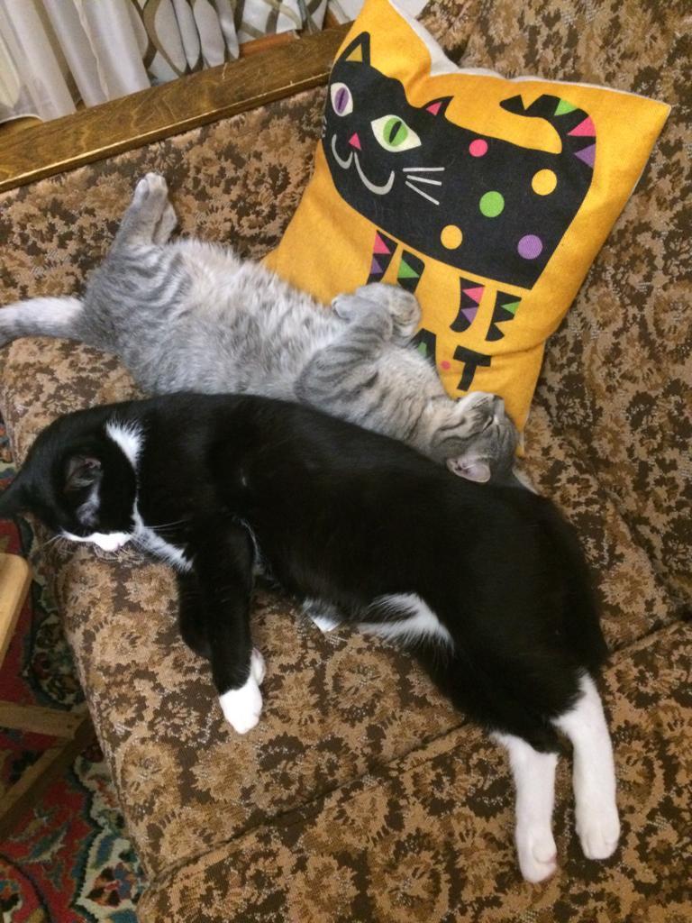 Фредди(серый) и Мартин(чёрный). Мартину уже 11 лет, а котёнка Фредди мама подобрала на улице в ноябре 2018г, когда возвращалась домой после просмотра Богемской рапсодии (потому и Фредди). Несмотря на своенравный характер, Мартин принял «подобрашку» и даже проявляет отцовскую заботу. Фото Светлана