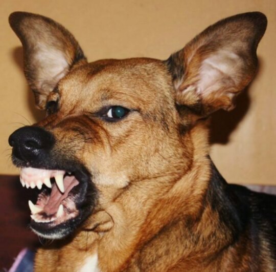 Бруклин стала бы профессиональной футболисткой- настолько сильно она любит ловить мячики. Фото Анна