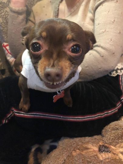 Знакомтесь—Степан. Тойчик. Любит всех домашних,но за вкусняшку готов на всё! Фото Игорь