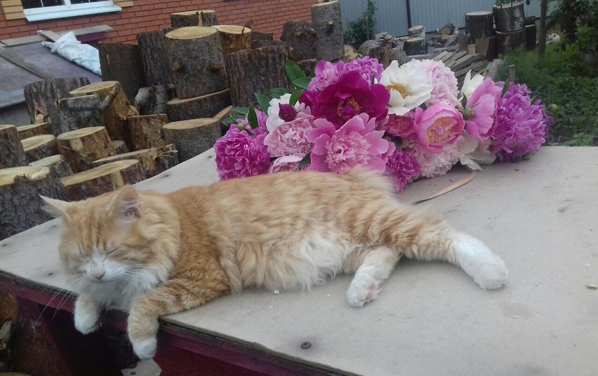 Наш кот Жастин открывает дачный сезон! Фото Алексей