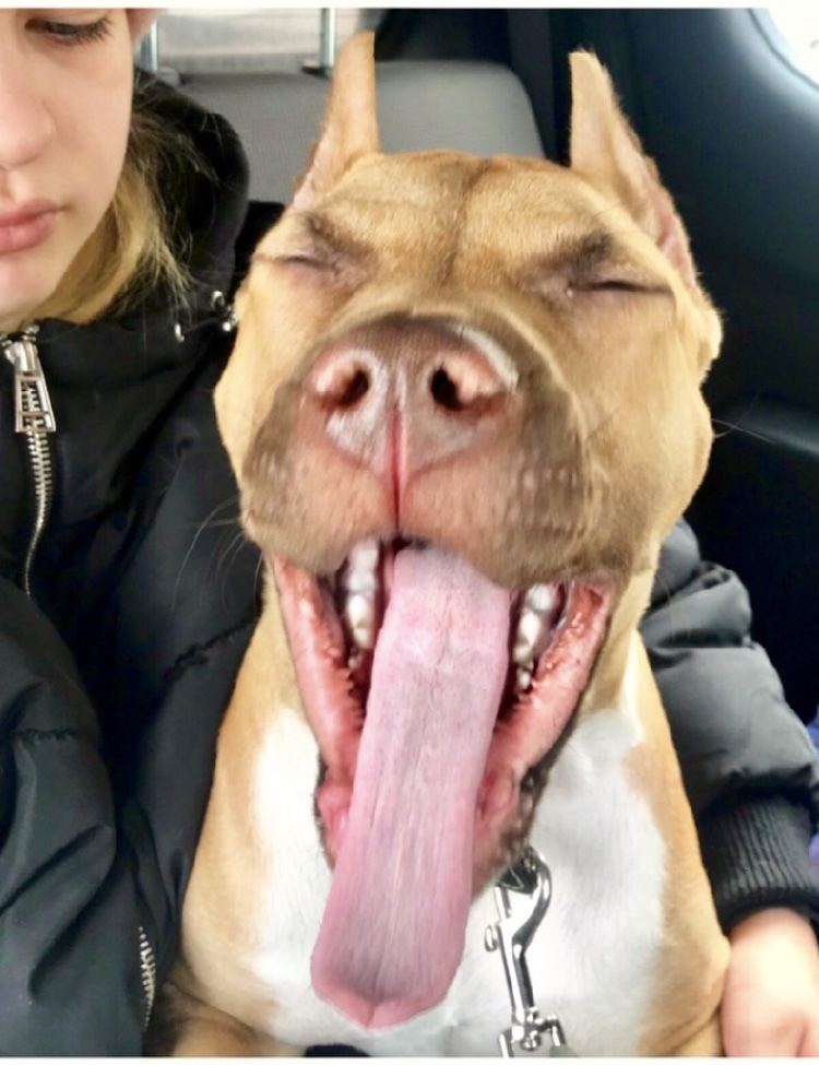 Это Американский питбультерьер. Его зовут Вениамин. Он очень добрый и ласковый. А в данный момент он зевает,потому что лень ехать в школу на занятия. Фото Любовь