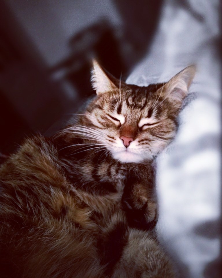 Кошка по имени Кошка. Фото Ольга