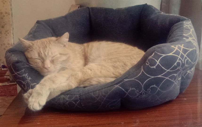 Это кот, который живёт у моего дяди Николая в Сибири, в Омской области, Центрально-Любинский с\з. Этому котику очень повезло, так как ещё котёнком дядя подобрал его на улице. Зовут любимца Марсик, потому что он рыжий как планета Марс. Дядя его с удовольствием воспитывает и по моей просьбе сделал несколько фото спящего Марсика для конкурса. Фото Анна