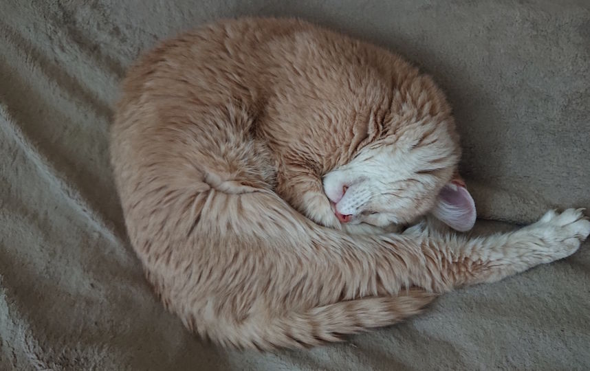Кот по кличке "Рыжий", 21 год. Фото Пётр