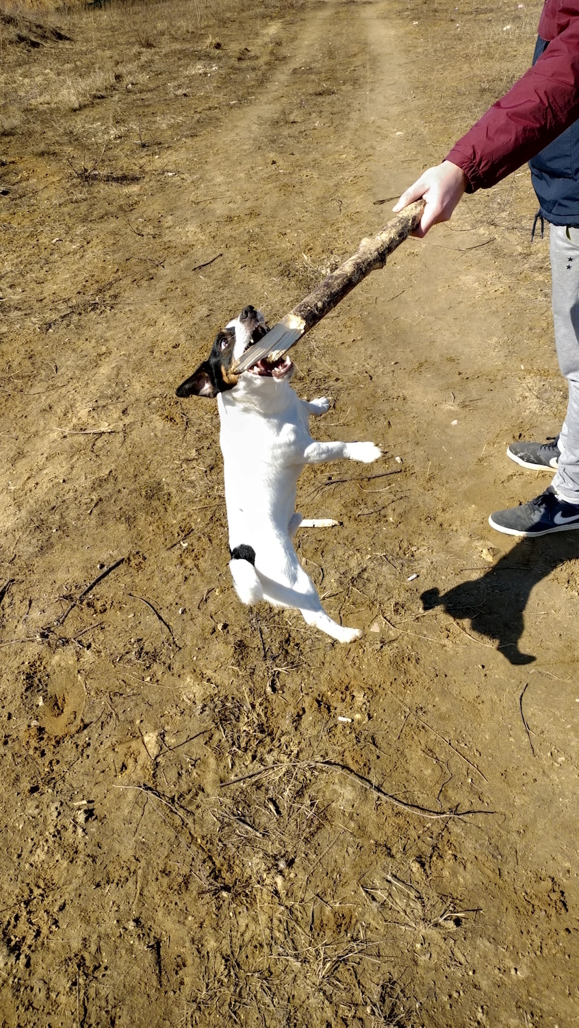 Наш Грэйчик настоящий любитель палочек. Фото Елена