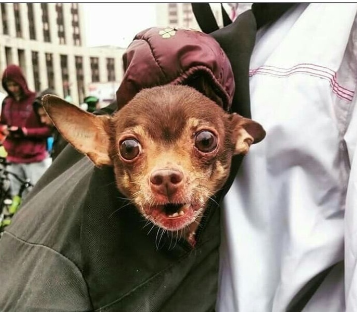 Зовут Чивас.Той-терьер, ему 10 лет. Очень дикий зверь, и злой!!! Любит ездить на велопарадах. Фото Светлана