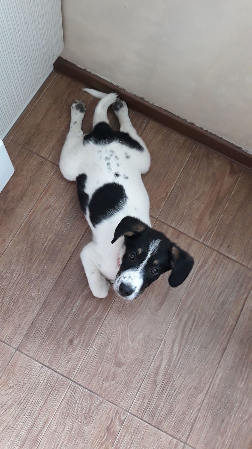 Нашего щенка зовут Майя, т.к. мы нашли ее в мае этого года. Лежит лягушкой и знает уже эту команду. Фото Оксана