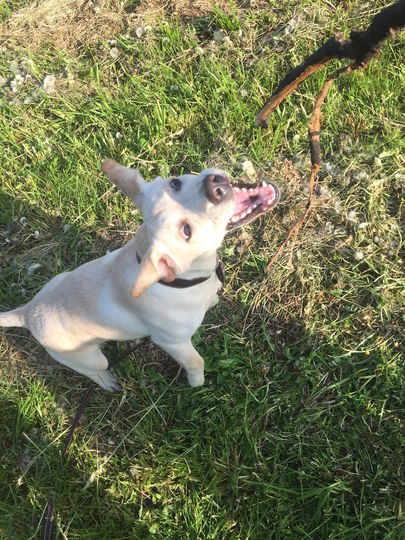 Это моя собака Ульяна ей 7 месяцев. Ульяна обожает хватать все что попадается на пути. Фото Софья