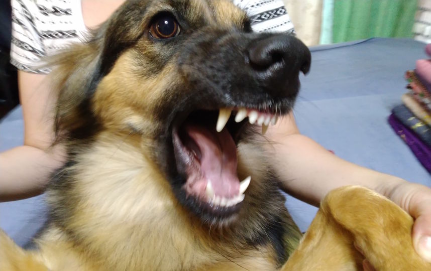 Наша добрейшая собака Туча, любимое занятие которой лизать руки всем членам нашей семьи, вдруг неожиданно показала такой вот оскал, когда супруга взяла ее сзади за лапы. Фото Андрей