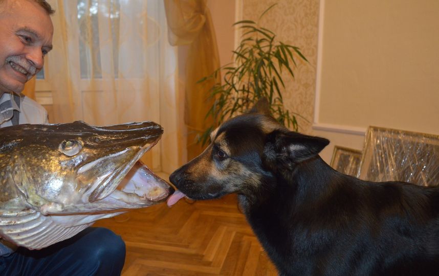 Боцман. Фото Екатерина