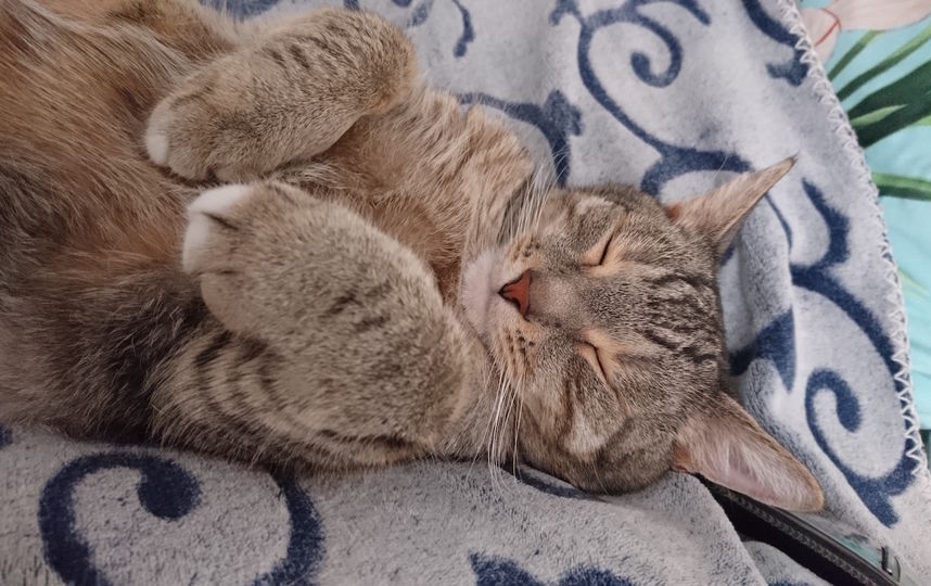 Кот Феликс. Самая любимая поза для сна. Фото Надежда
