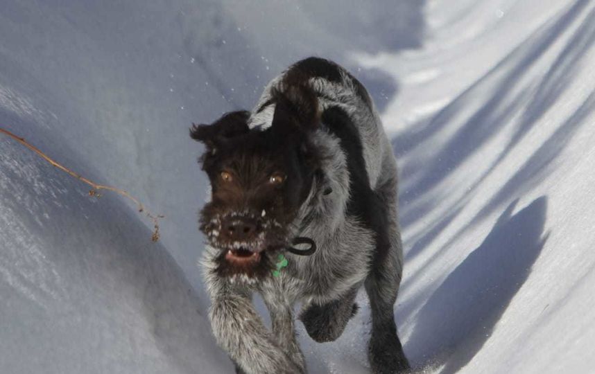 Любимица семьи и охотница на уток Дратхаар Молли. Фото Сергей