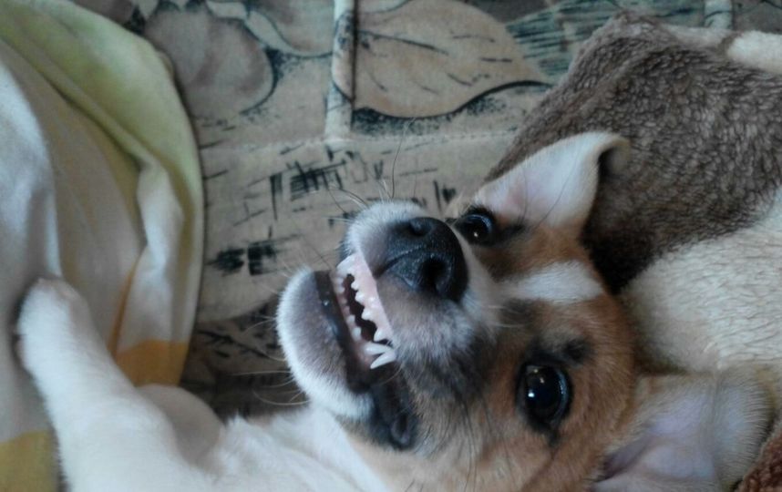 Это наш верный друг и защитник Тобби,в кругу семьи зовем Шлёпа.До собаки Баскервилей нам ещё далеко-росточком маловаты,но характер показать-без проблем...всегда готов! Фото Юлия