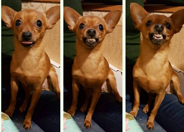 Эту малышку зовут Бусинка или проста Бу,ей 8 лет и она очень опасная штучка! Фото Татьяна